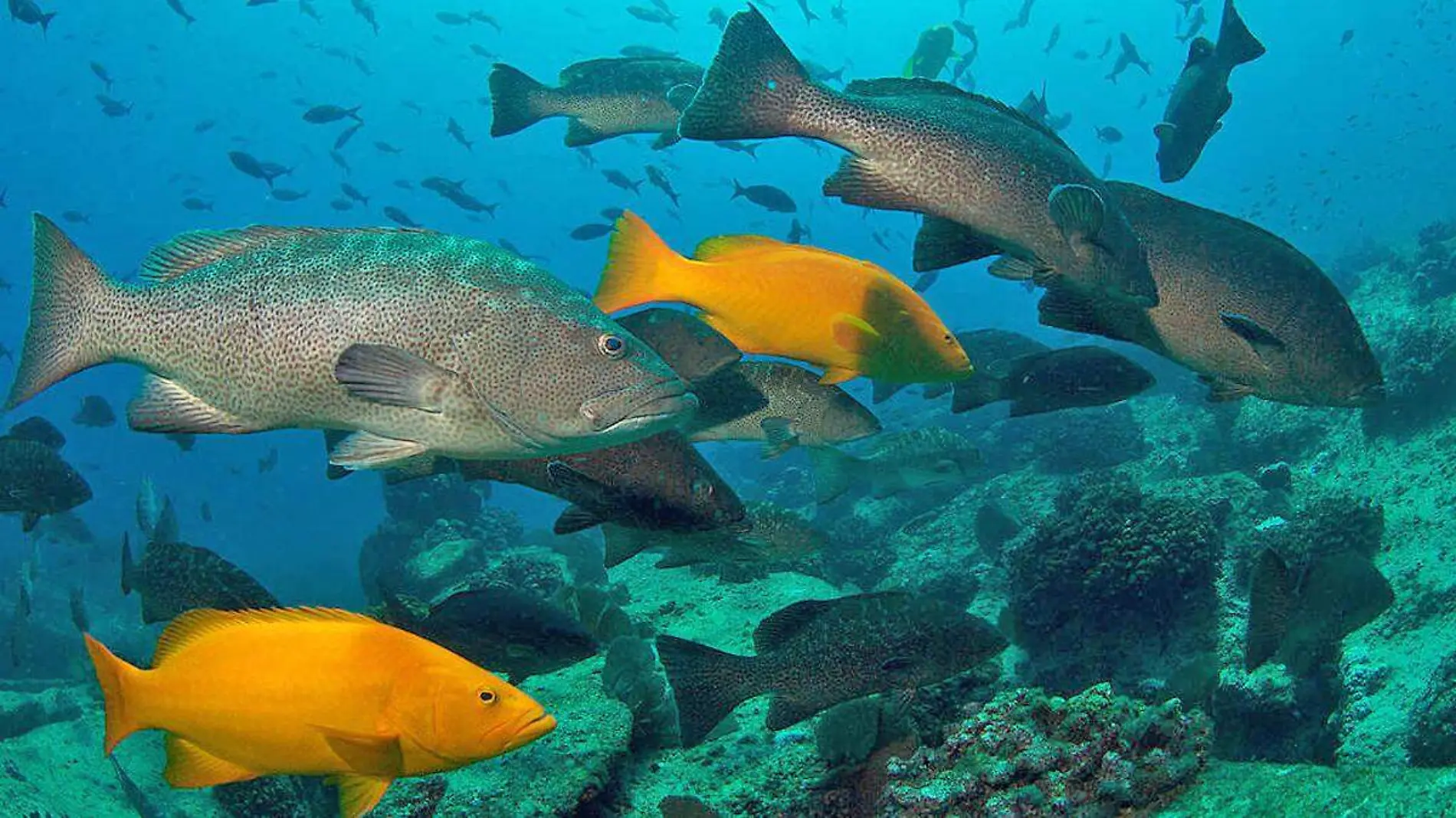 CABO PULMO PECES OCTAVIO ABURTO